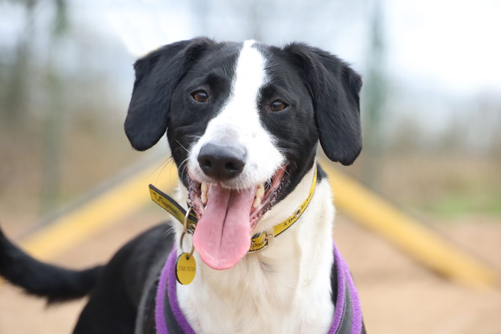 oscar outdoors leeds dogstrust